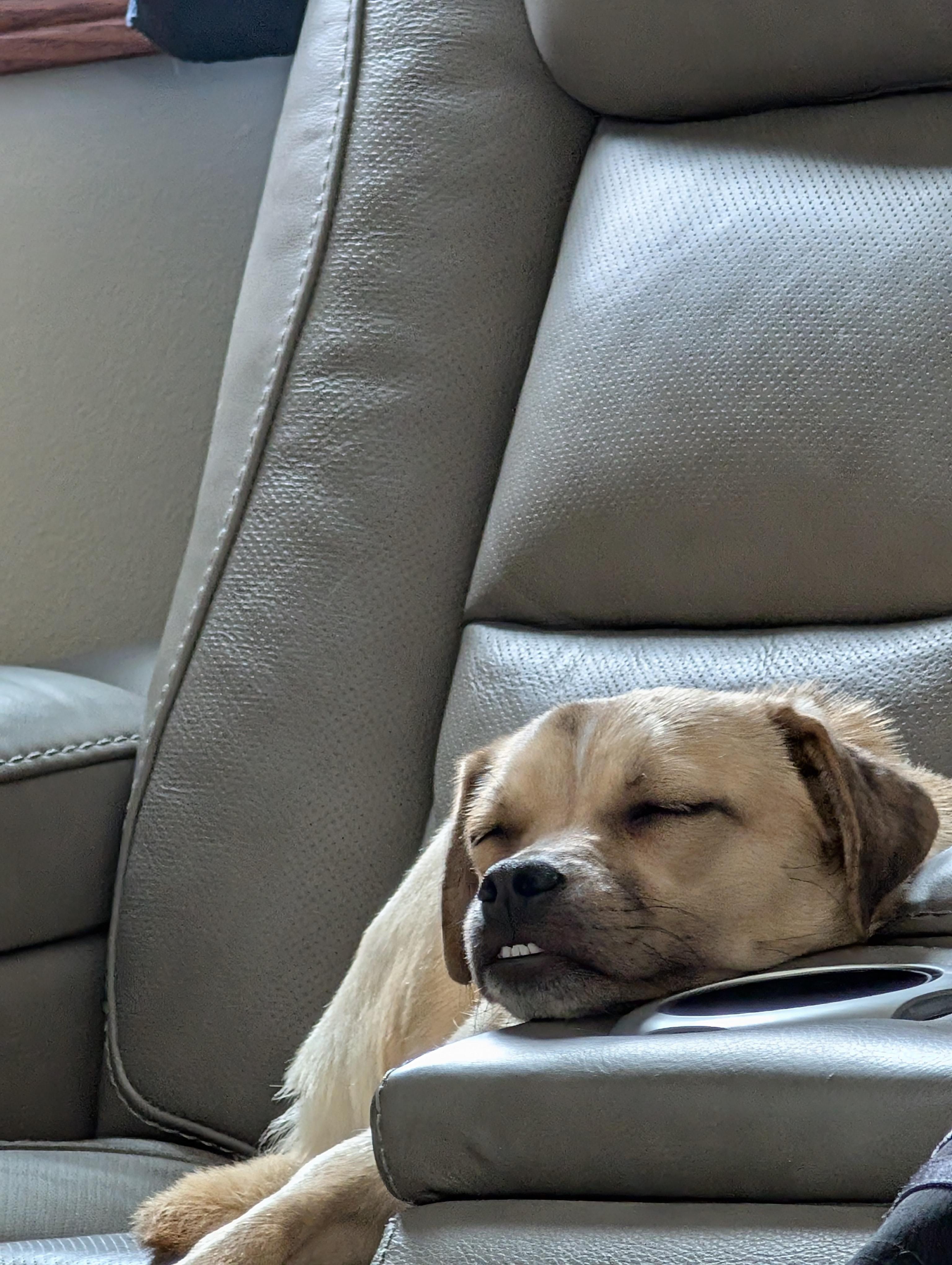 Enlarge Ruthie, a Adoptable mixed breed in Alma, WI image 3/6