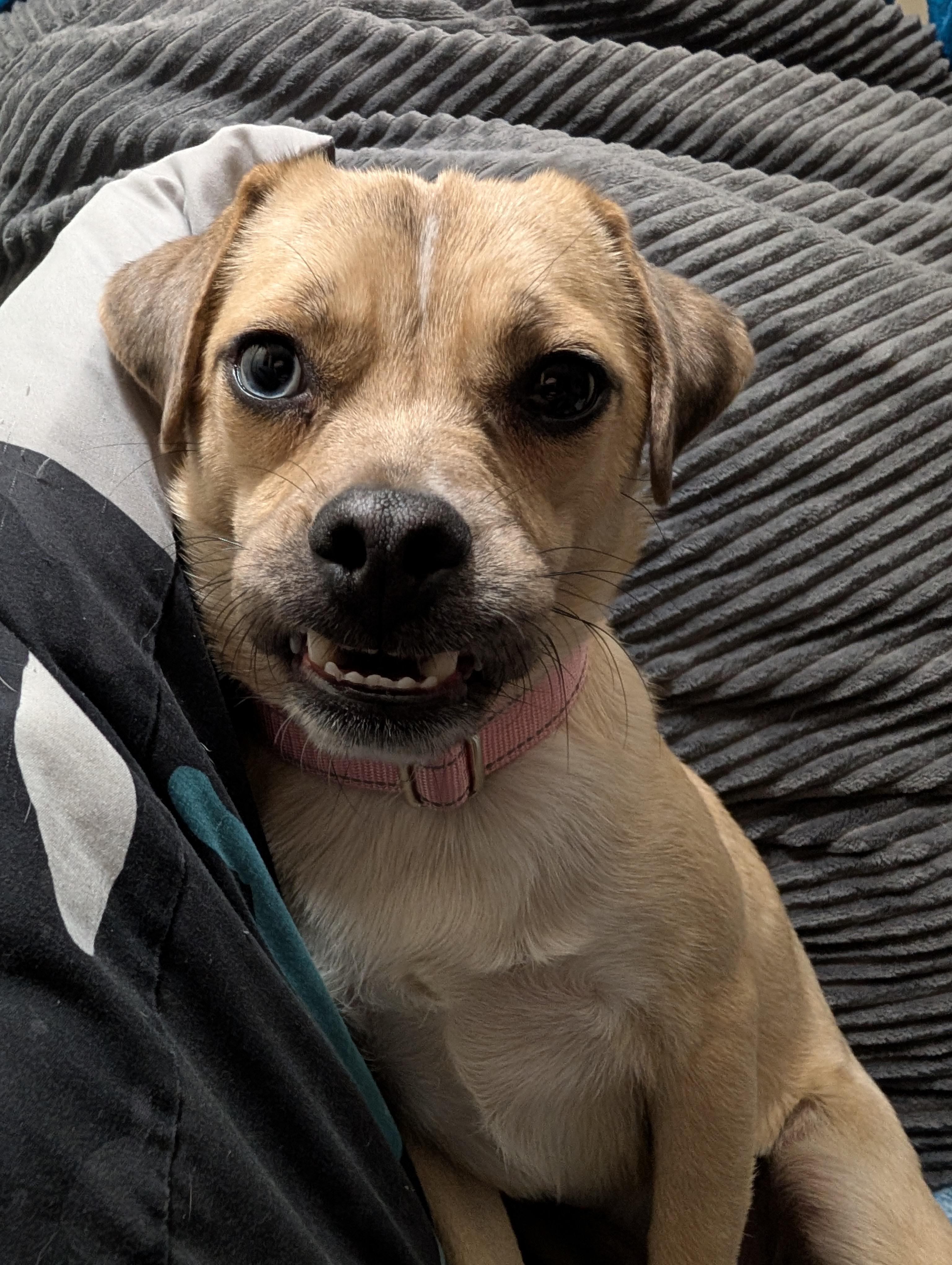 Enlarge Ruthie, a Adoptable mixed breed in Alma, WI image 5/6