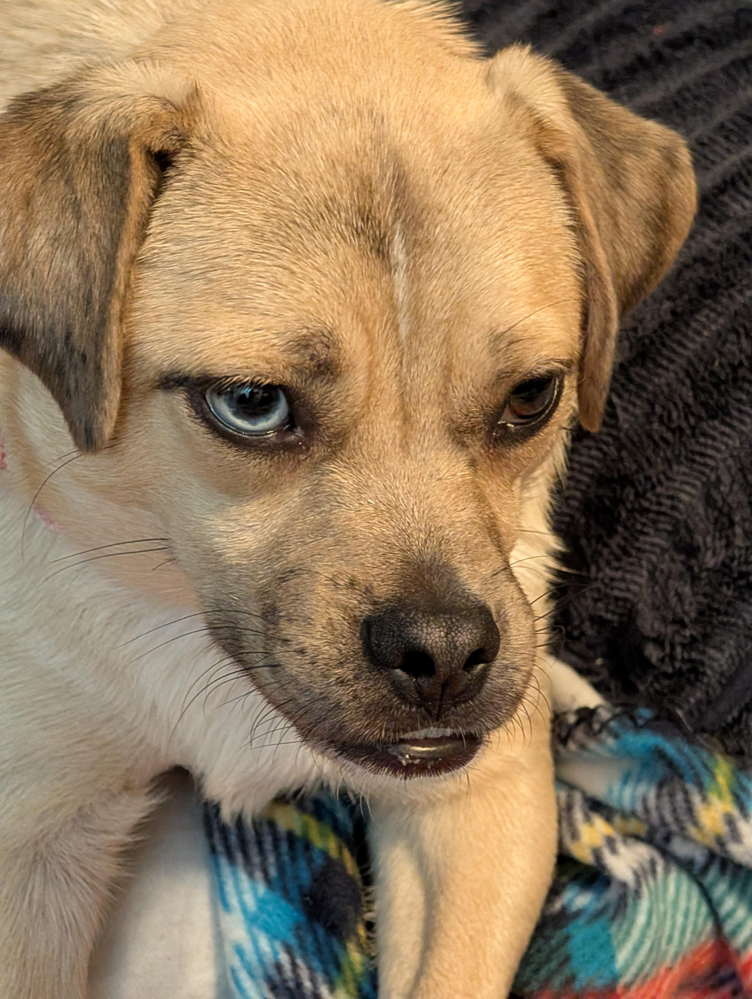 Enlarge Ruthie, a Adoptable mixed breed in Alma, WI image 6/6