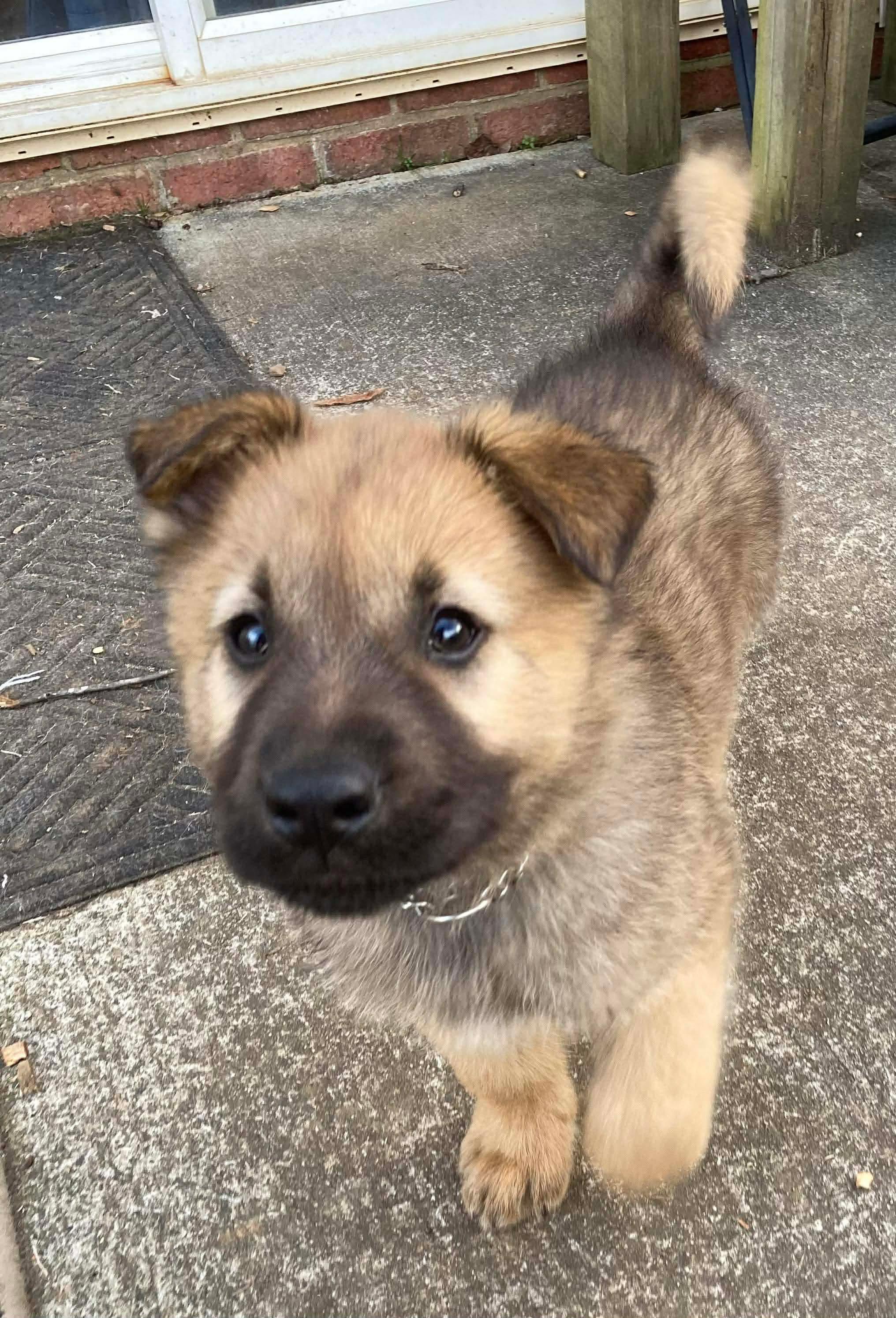 Enlarge Dasher, an adopted mixed breed in Kannapolis, NC image 2/5