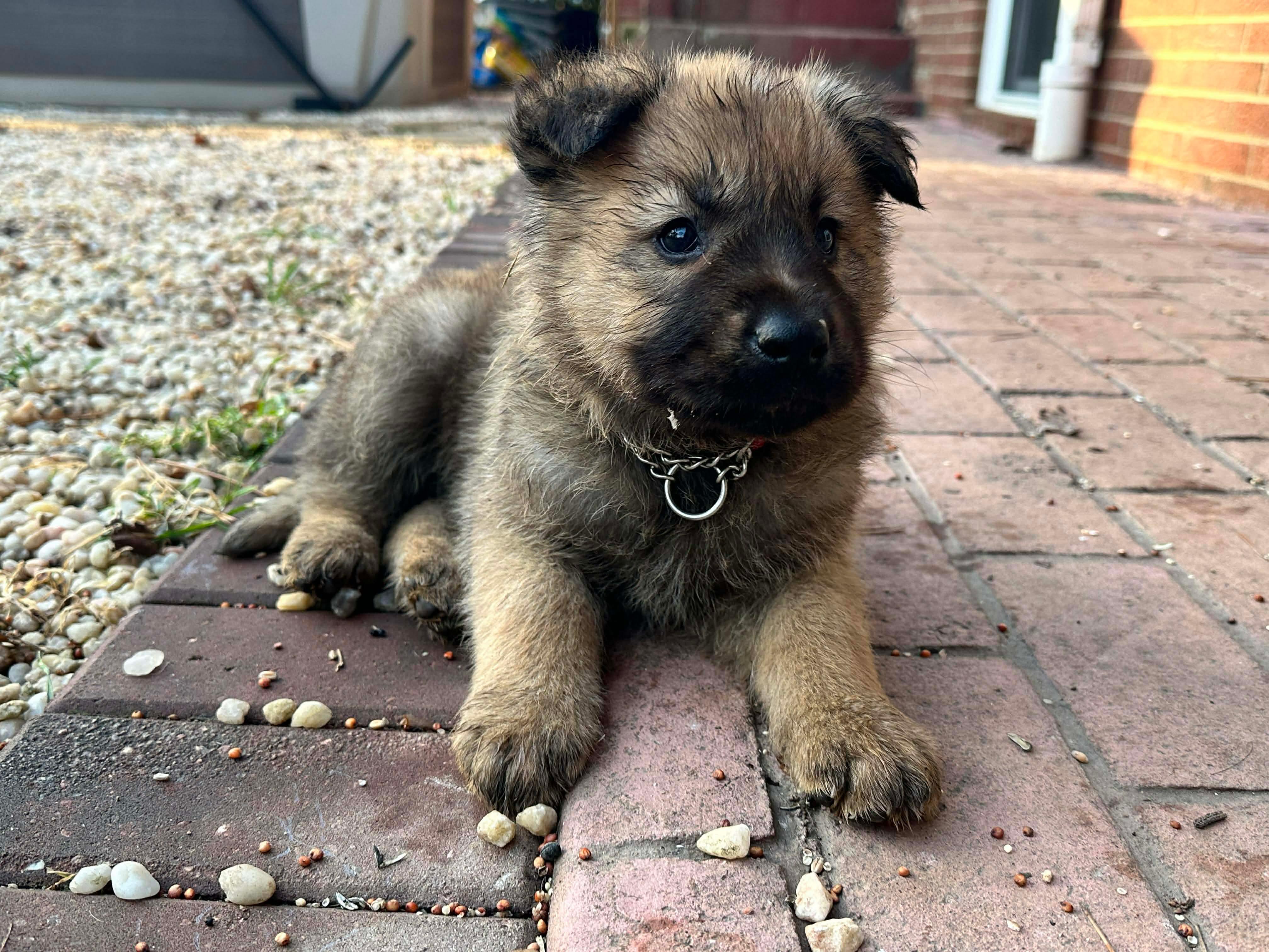 Enlarge Dasher, an adopted mixed breed in Kannapolis, NC image 3/5
