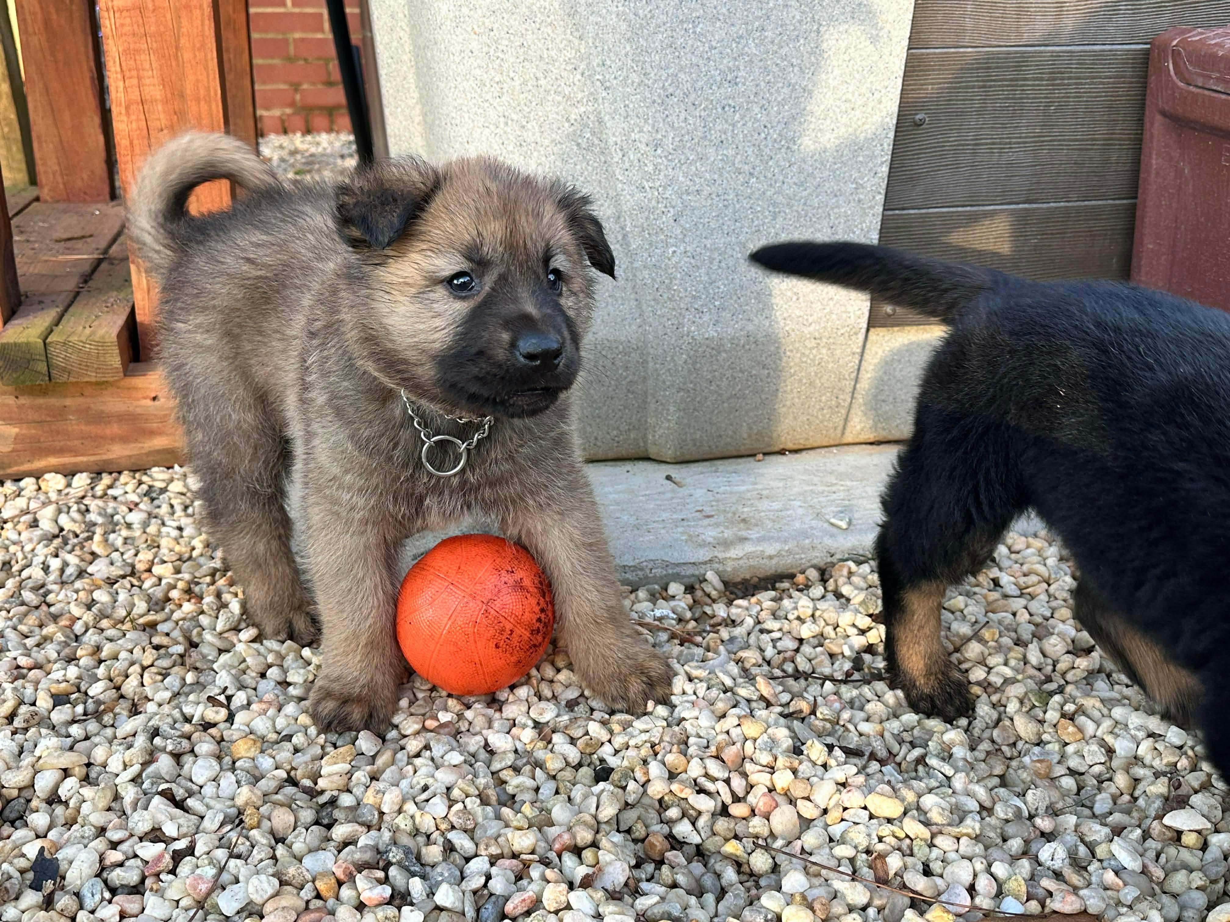 Enlarge Dasher, an adopted mixed breed in Kannapolis, NC image 5/5