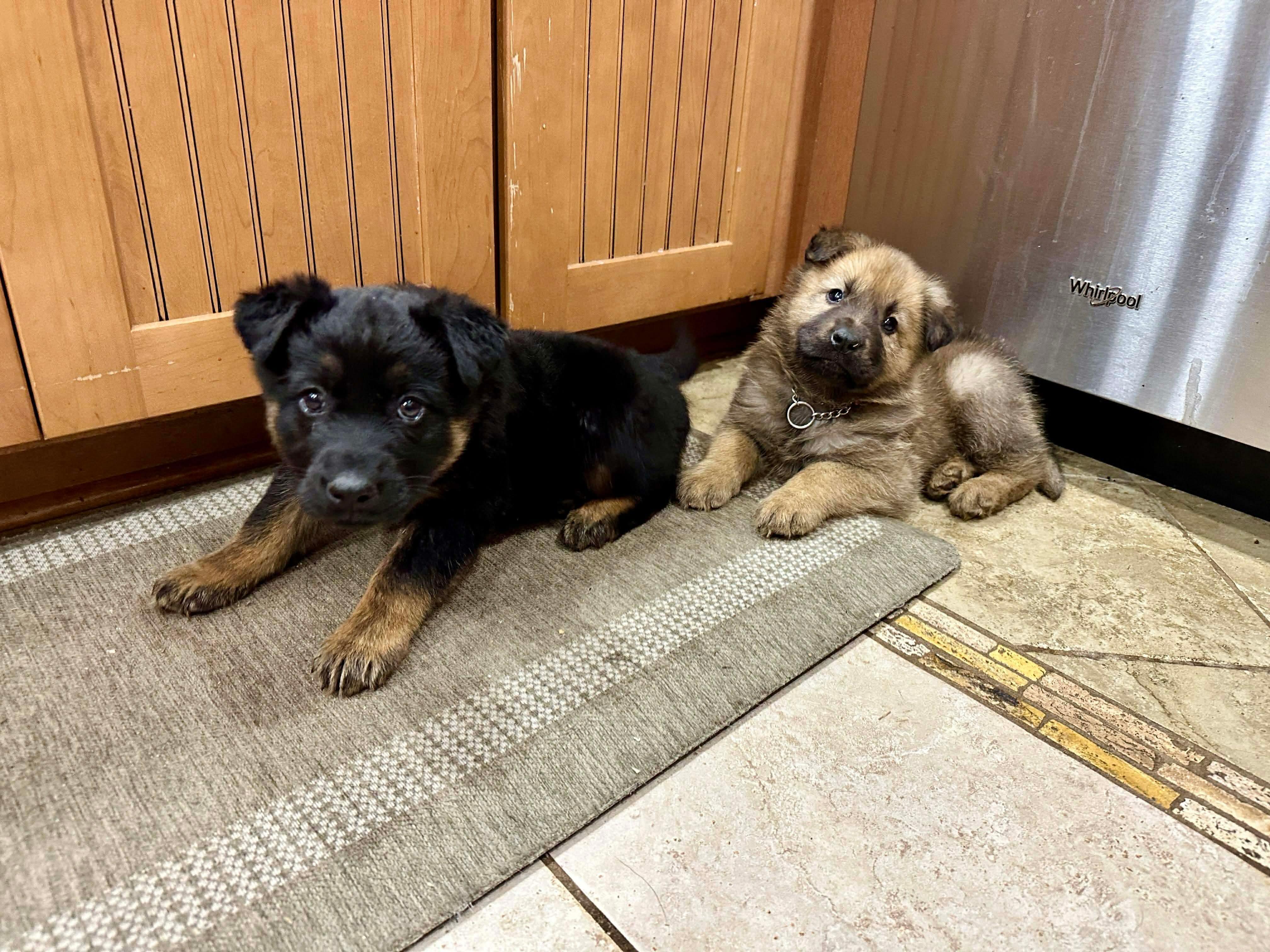 Enlarge Dasher, an adopted mixed breed in Kannapolis, NC image 4/5