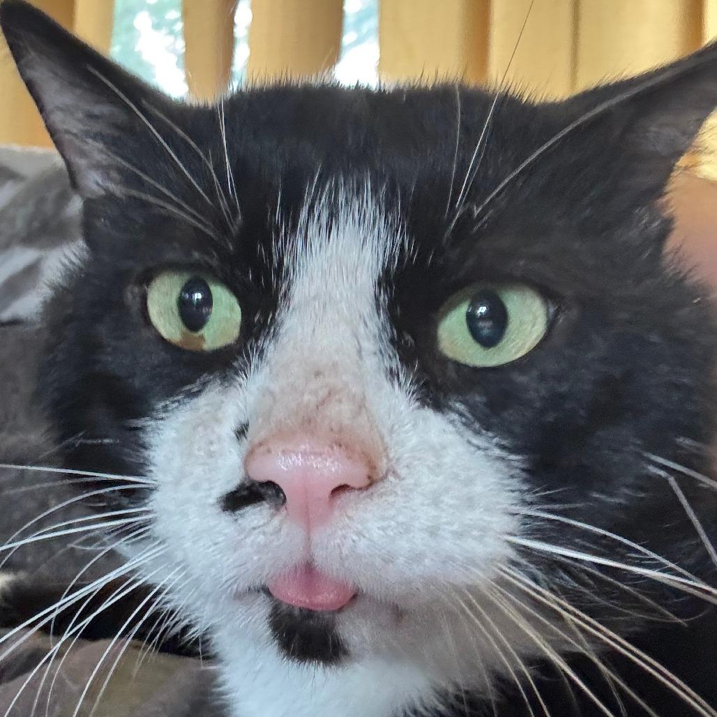Enlarge RoamEo C12254, a Adoptable Domestic Short Hair in Woodbury, MN image 3/5