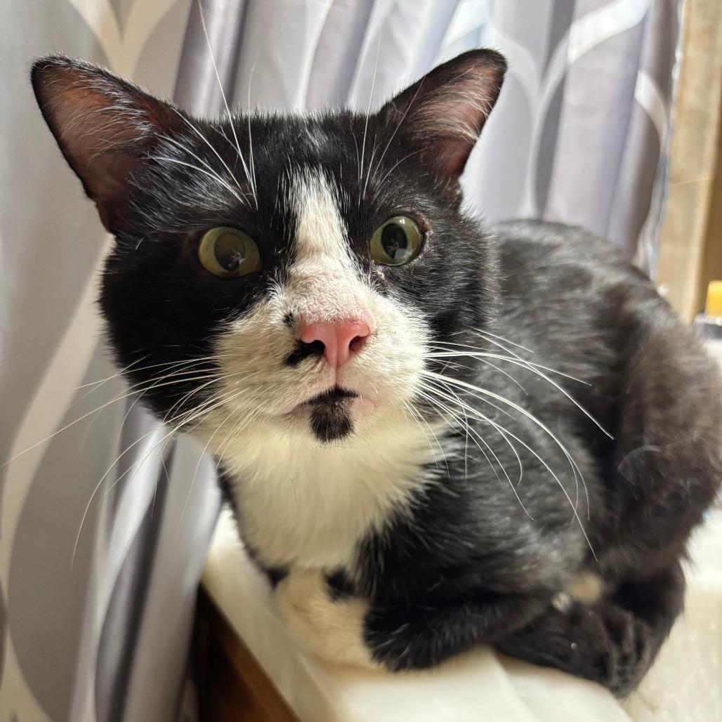 Enlarge RoamEo C12254, a Adoptable Domestic Short Hair in Woodbury, MN image 4/5