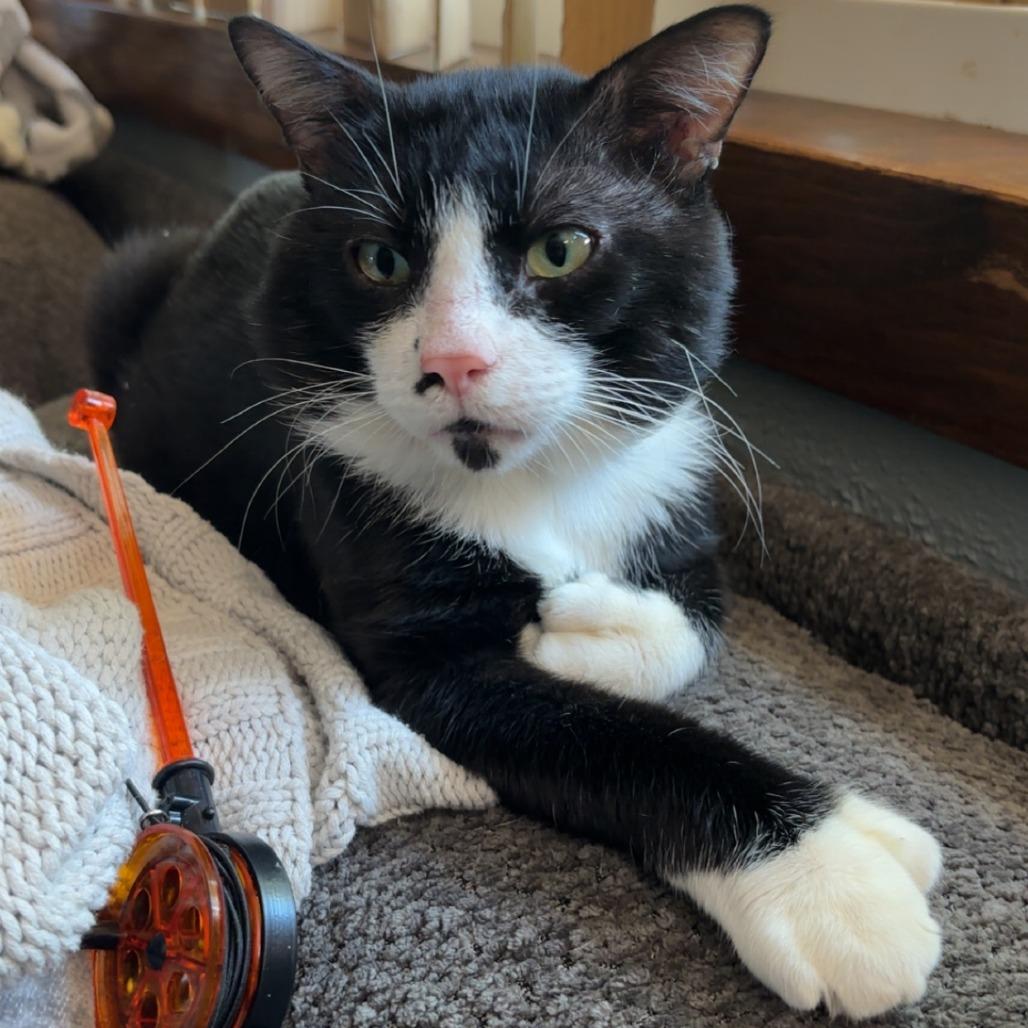 Enlarge RoamEo C12254, a Adoptable Domestic Short Hair in Woodbury, MN image 2/5
