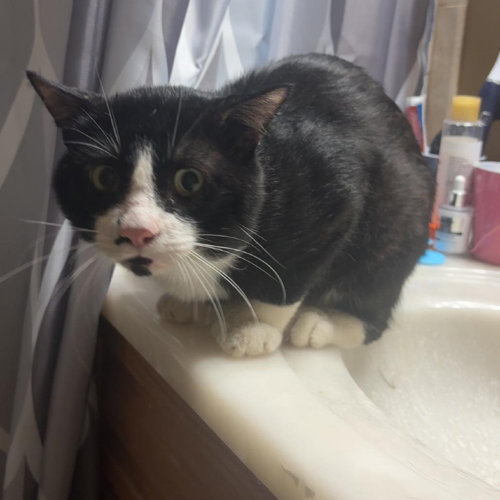 Enlarge RoamEo C12254, a Adoptable Domestic Short Hair in Woodbury, MN image 5/5