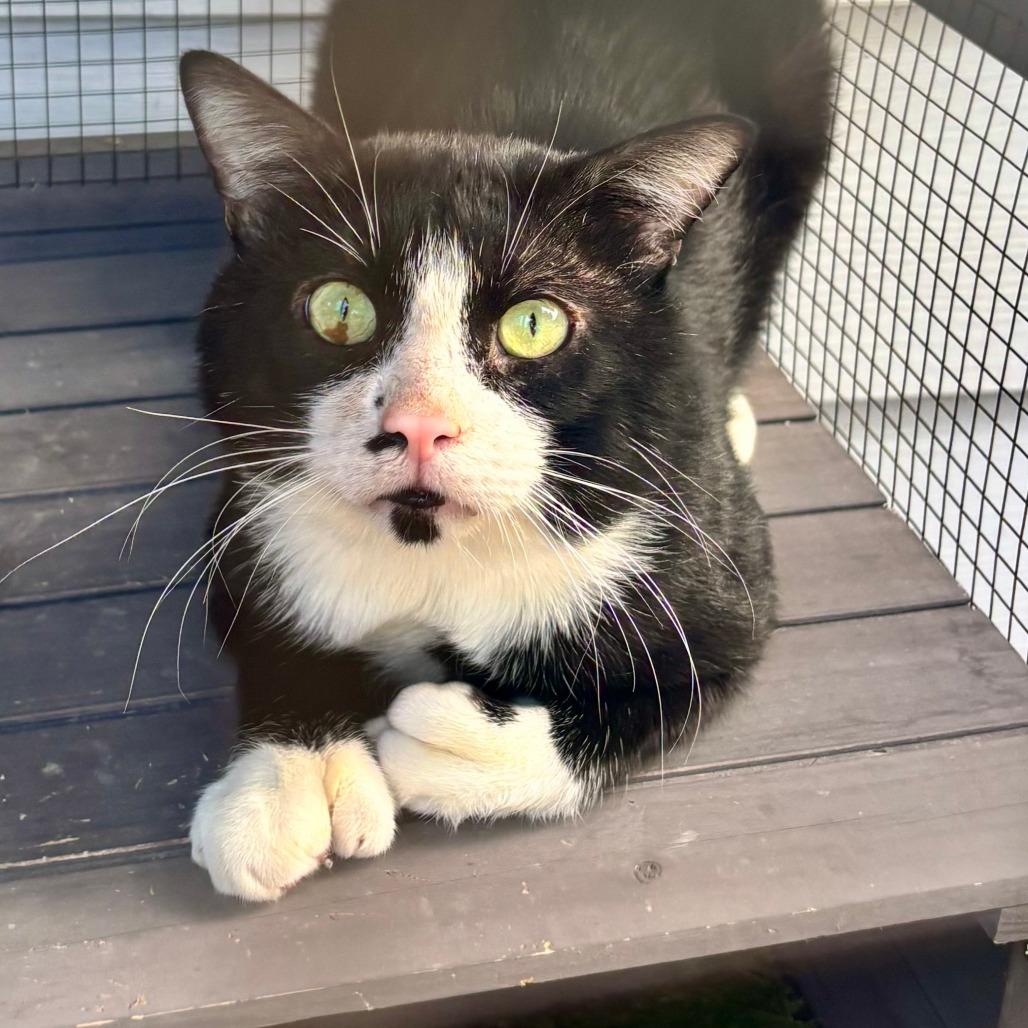 RoamEo C12254, Adoptable, Adult Male Domestic Short Hair.
