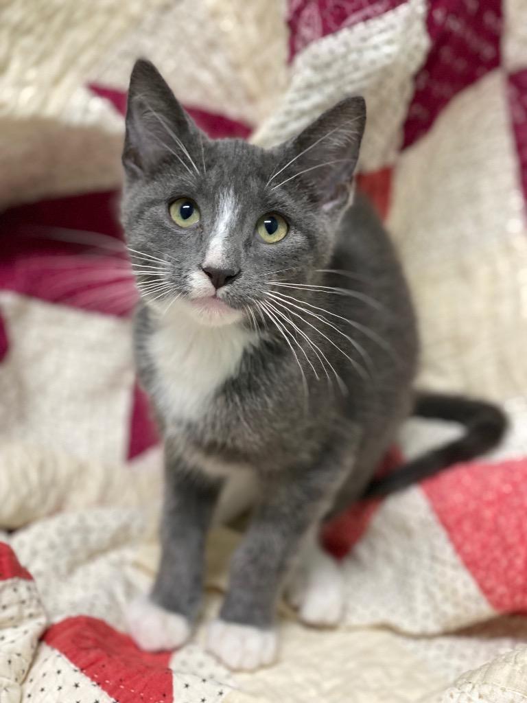 Hansel, Adoptable, Kitten Male Domestic Short Hair.