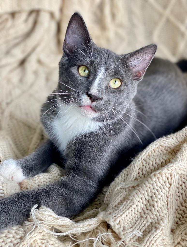 Enlarge Hansel, a Adoptable Domestic Short Hair in Decorah, IA image 2/3