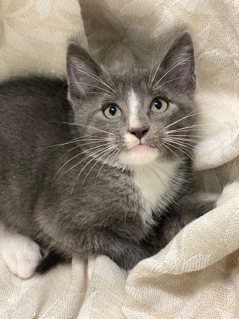 Hansel, a Adoptable Domestic Short Hair in Decorah, IA image 2/2