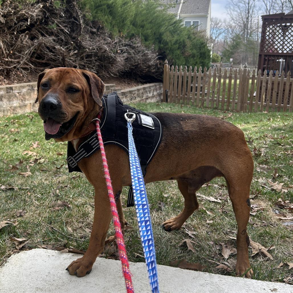 Dozer, Adoptable, Senior Male Hound.