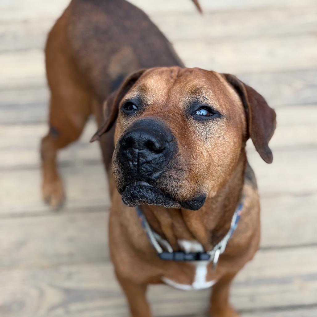 Enlarge Dozer, a Adoptable Hound in Manassas, VA image 1/6