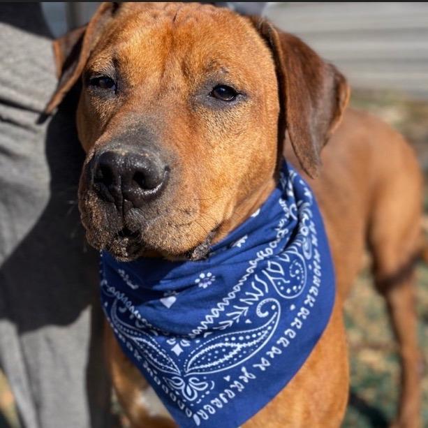 Enlarge Dozer, a Adoptable Hound in Manassas, VA image 5/6