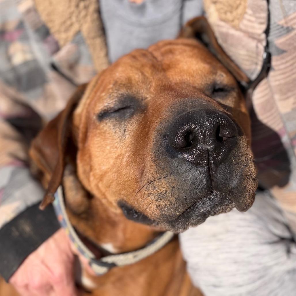Enlarge Dozer, a Adoptable Hound in Manassas, VA image 6/6