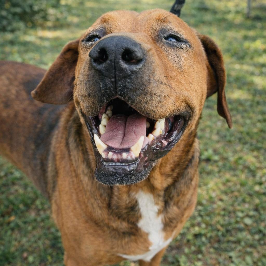 Enlarge Dozer, a Adoptable Hound in Manassas, VA image 2/6