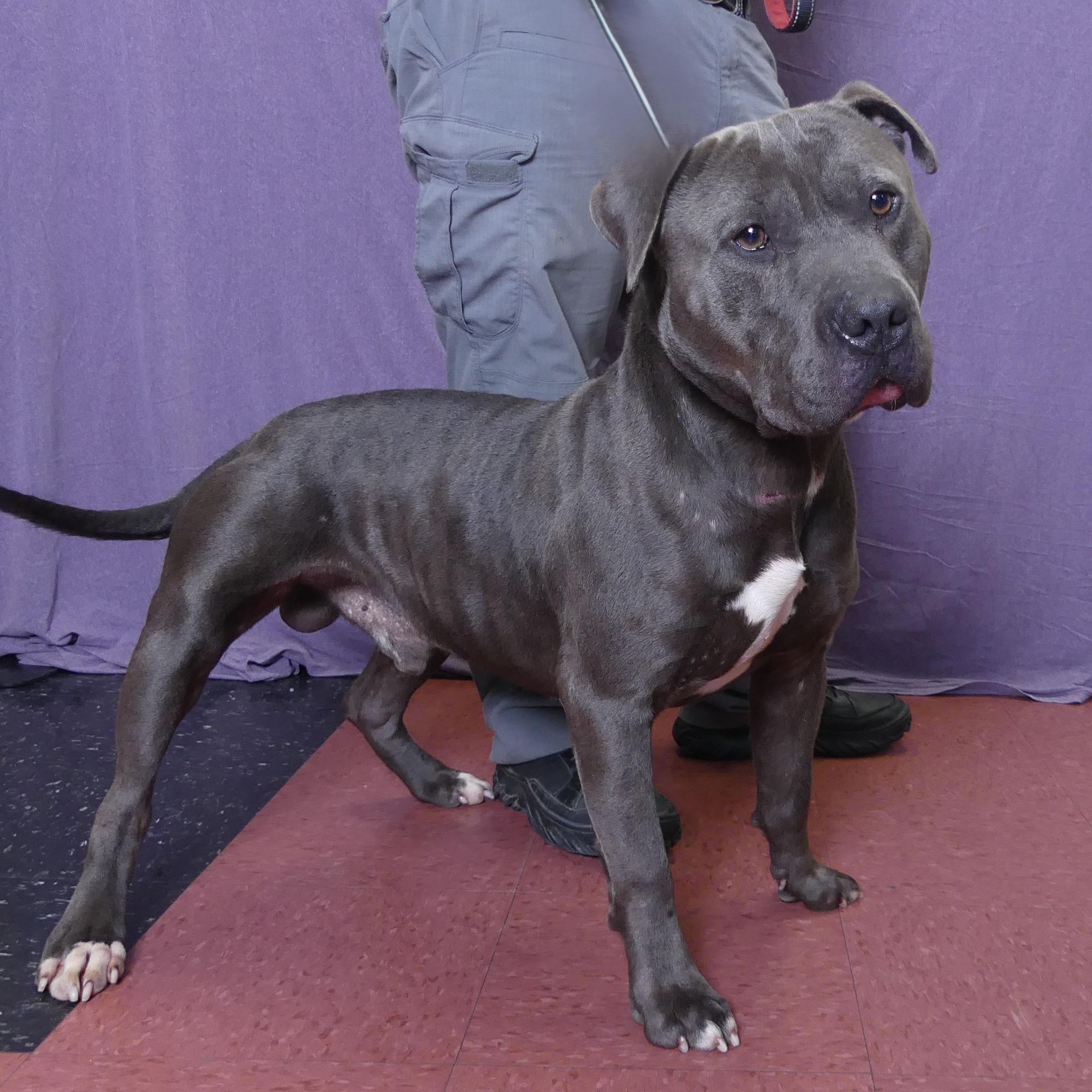 PEDRO, a Adoptable mixed breed in Ukiah, CA image 1/5