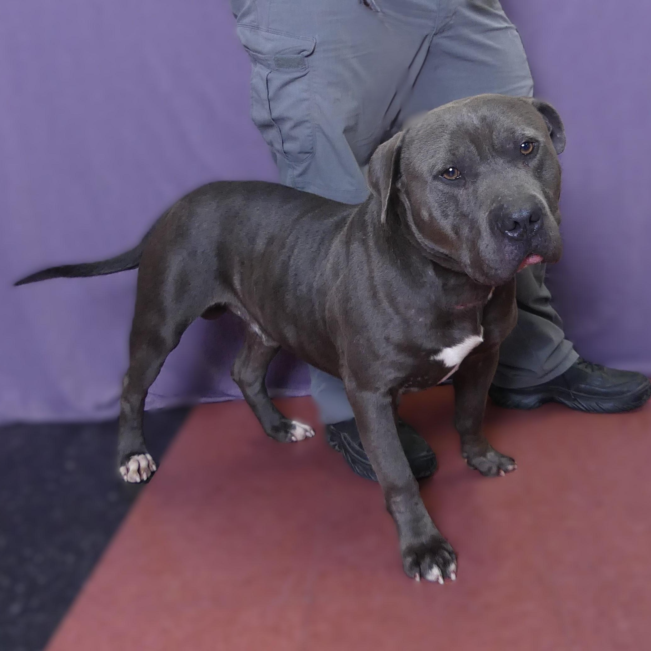 PEDRO, a Adoptable mixed breed in Ukiah, CA image 2/5