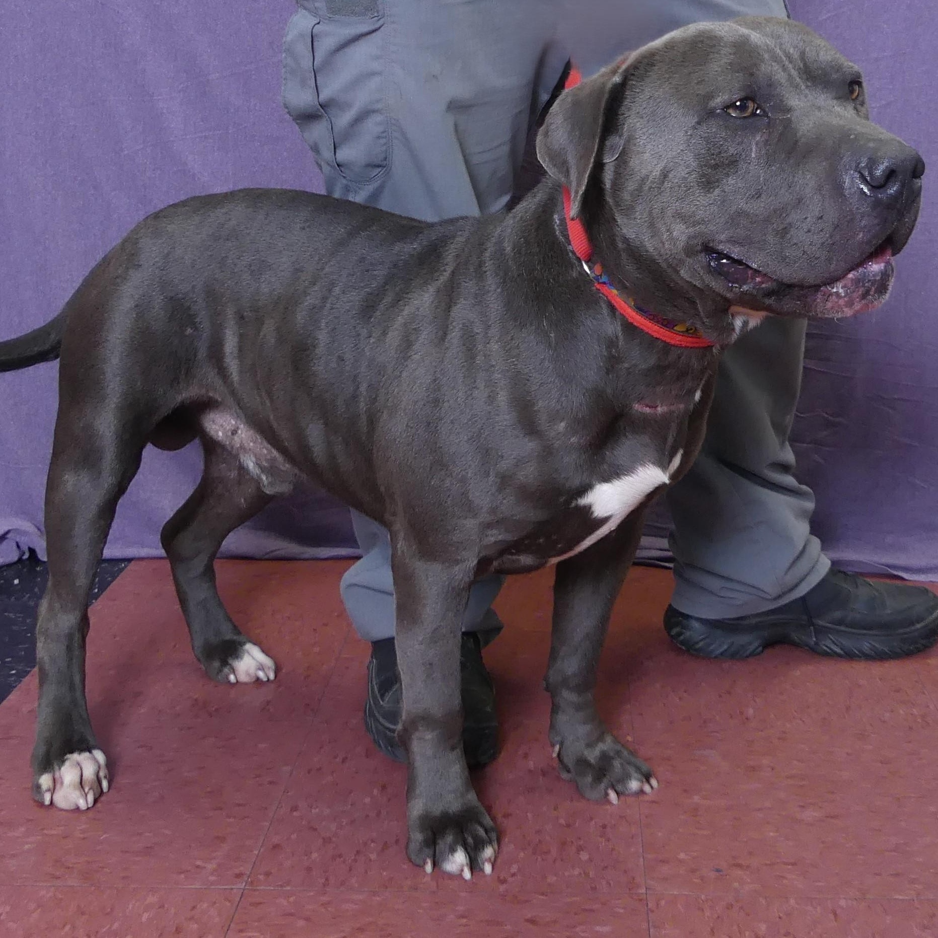 PEDRO, a Adoptable mixed breed in Ukiah, CA image 5/5