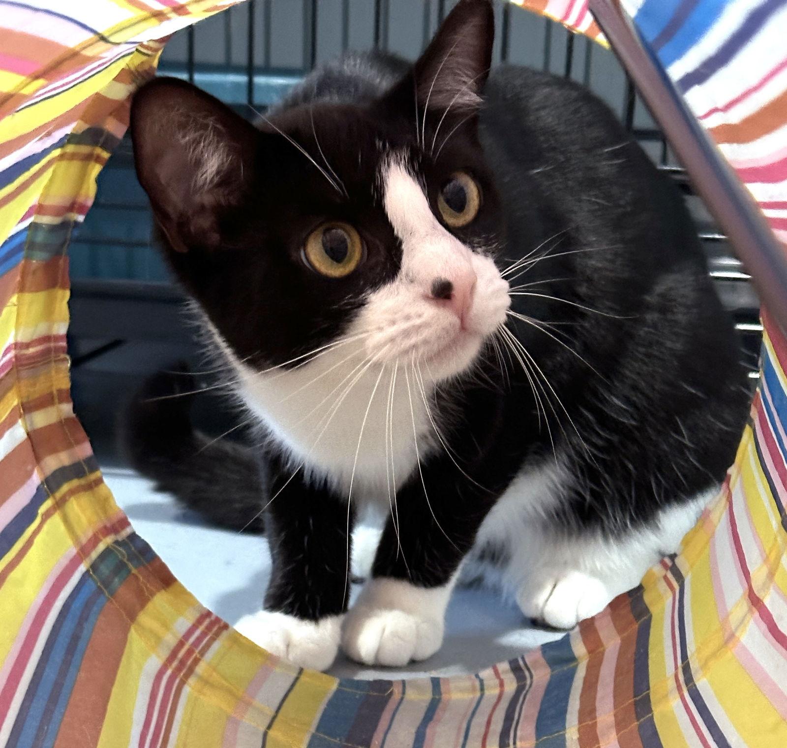 Freedom, a Adoptable mixed breed in Springfield, OR image 1/4