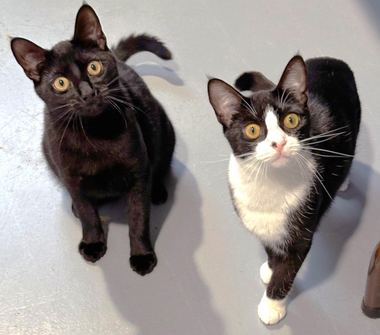 Freedom, a Adoptable mixed breed in Springfield, OR image 2/4