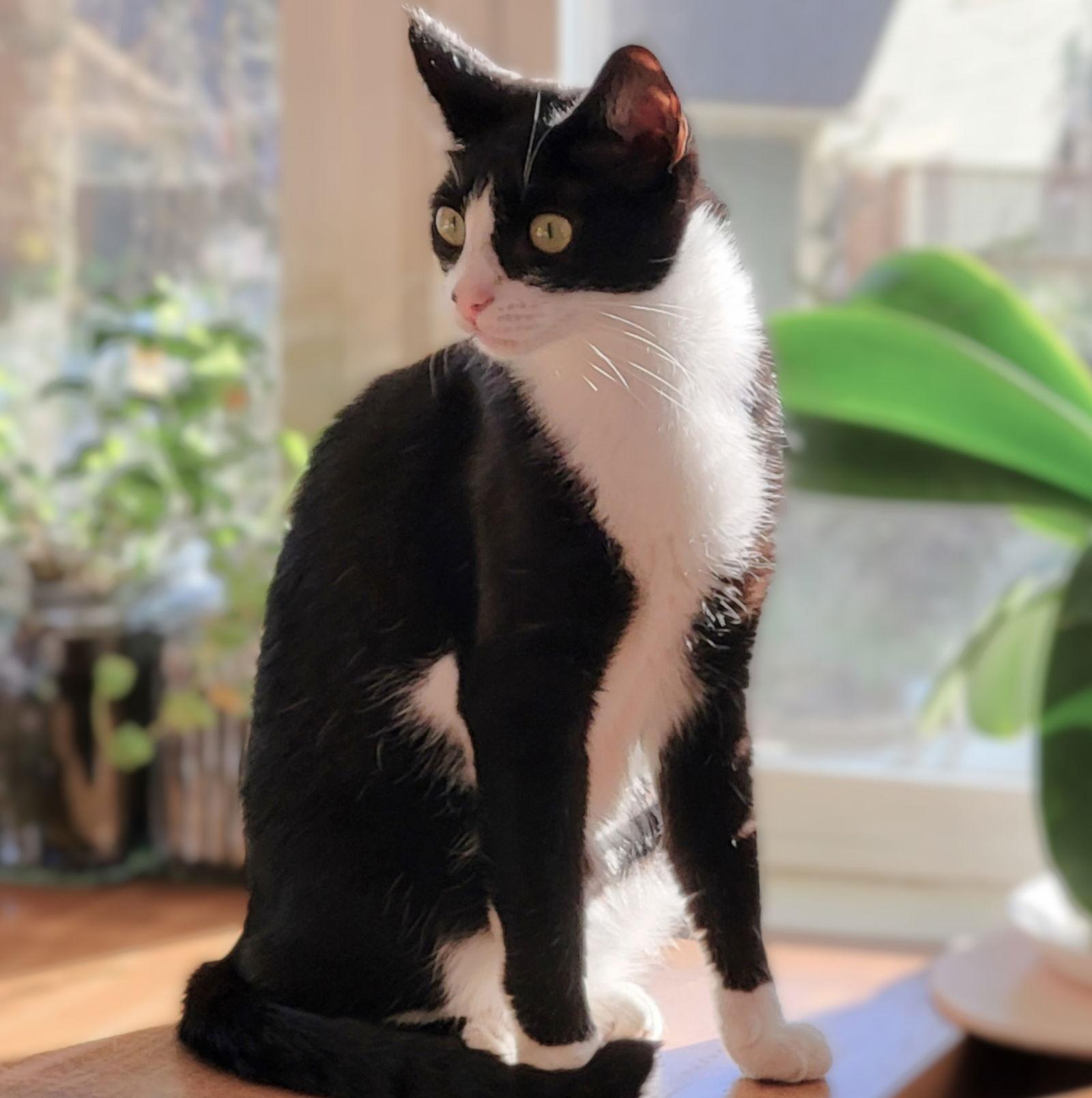 Freedom, a Adoptable mixed breed in Springfield, OR image 3/4