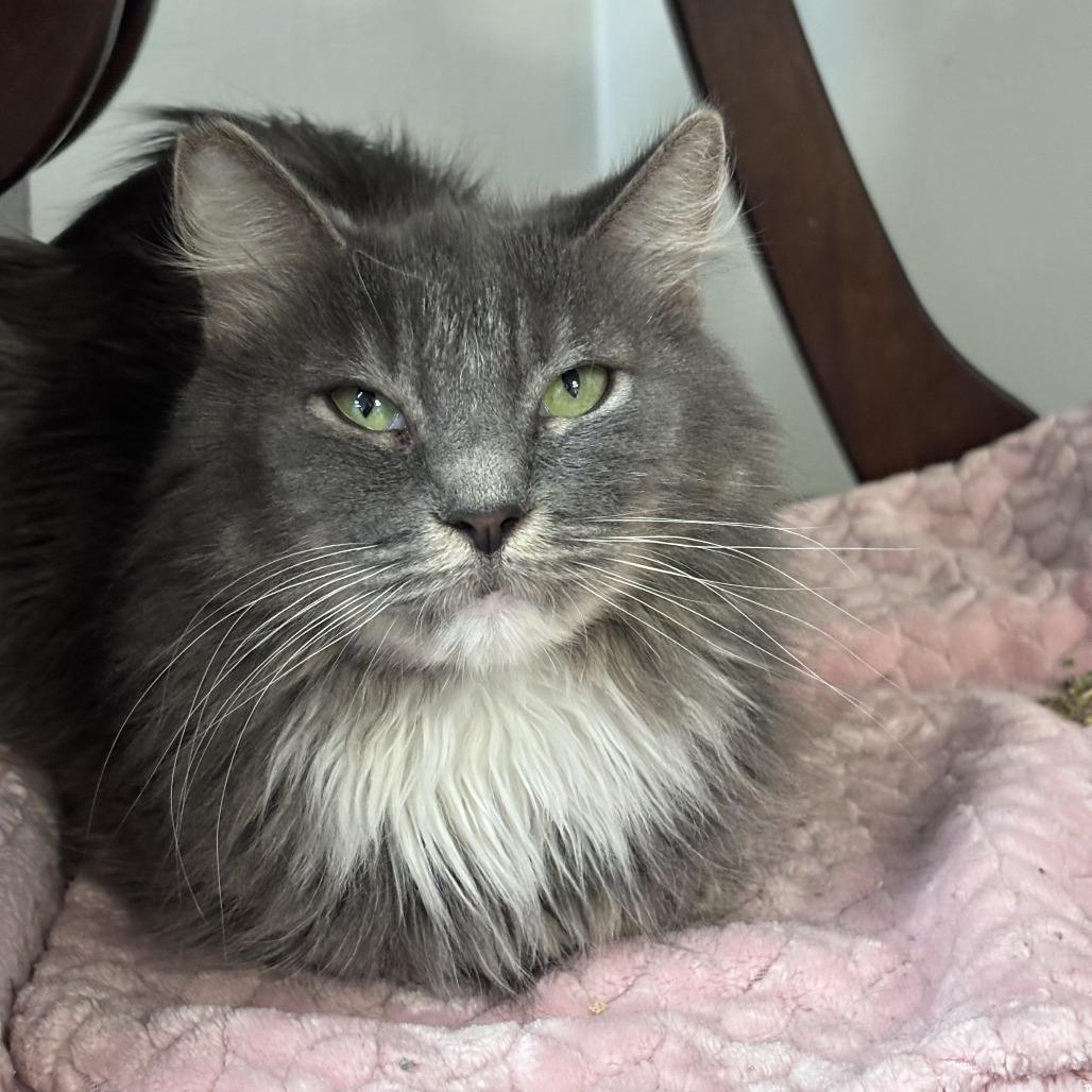 Enlarge Tally, a Adoptable Domestic Long Hair in Las Vegas, NV image 2/2