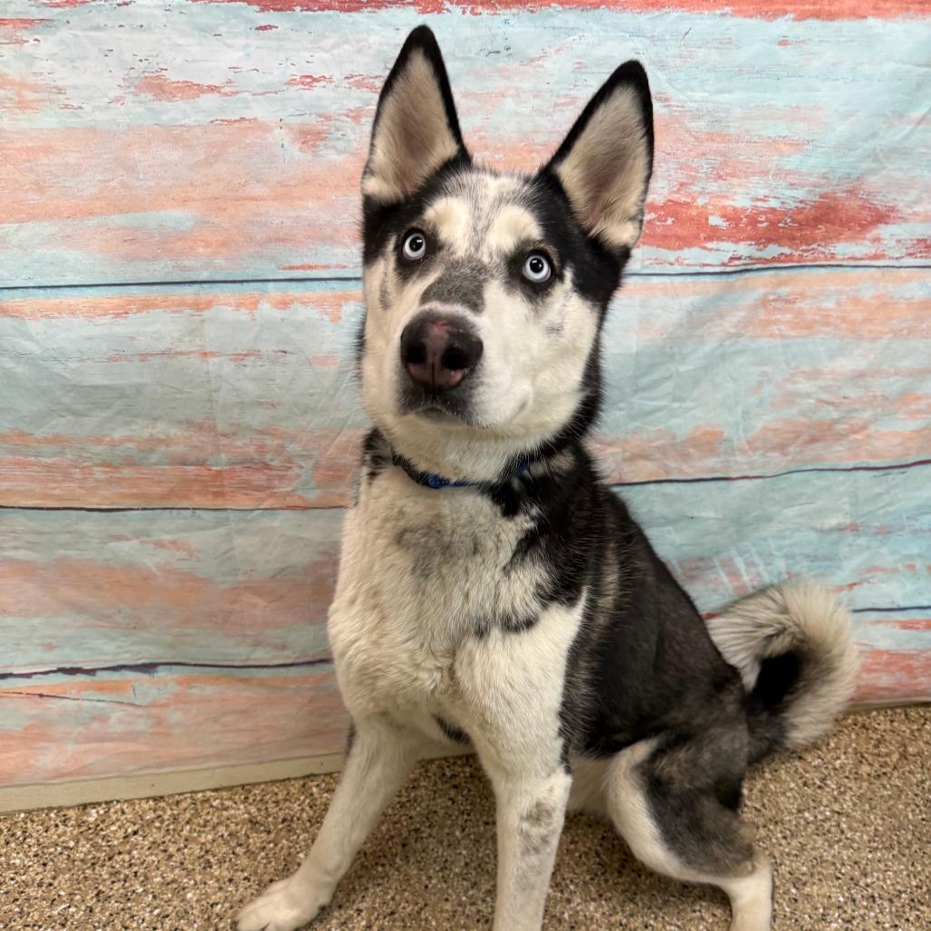 Oreo, a Adoptable mixed breed in Cheyenne, WY image 1/3