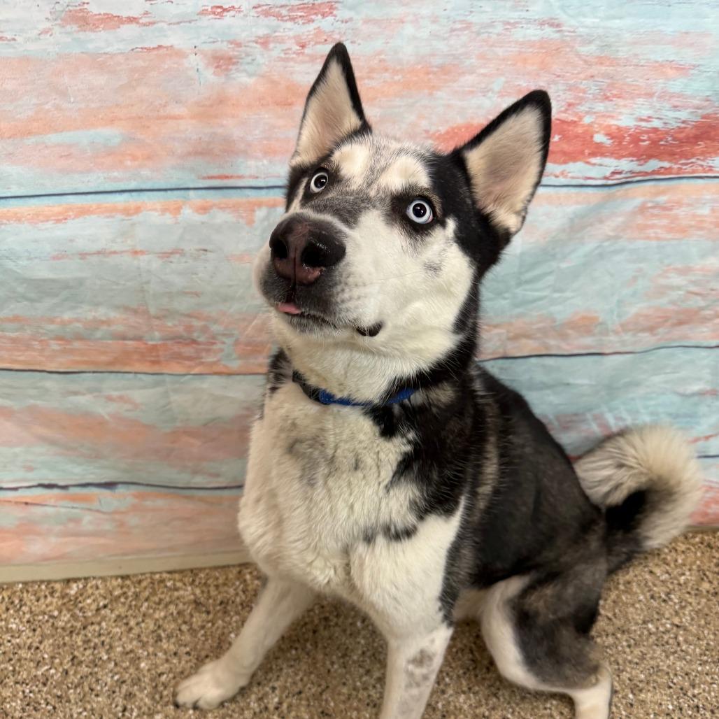 Oreo, a Adoptable mixed breed in Cheyenne, WY image 2/3