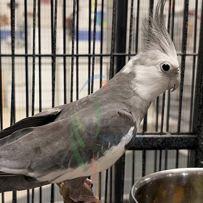 Dusty, adopted, Adult Unknown Cockatiel.