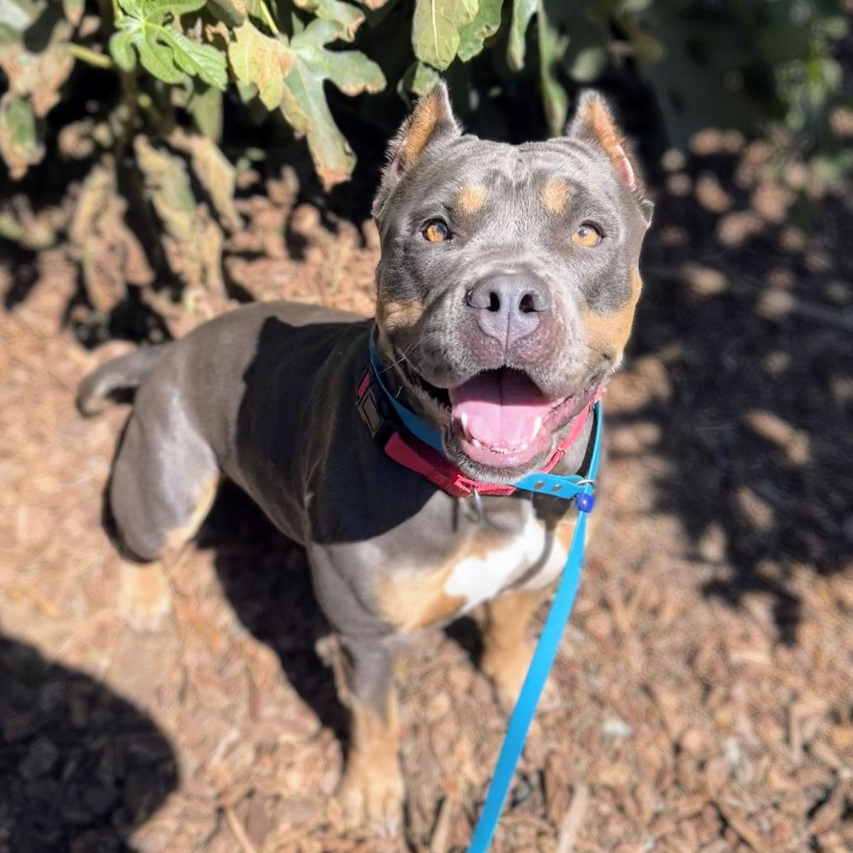 Godiva, Adopted, Adult Female Pit Bull Terrier.