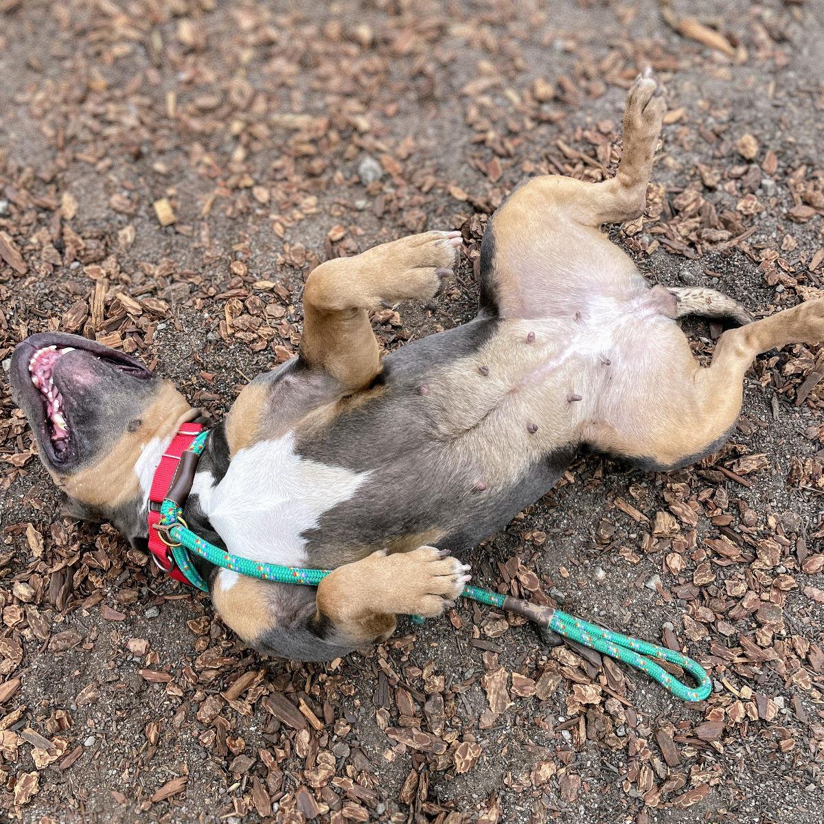 Enlarge Godiva, a Adopted Pit Bull Terrier in Oakland, CA image 2/3