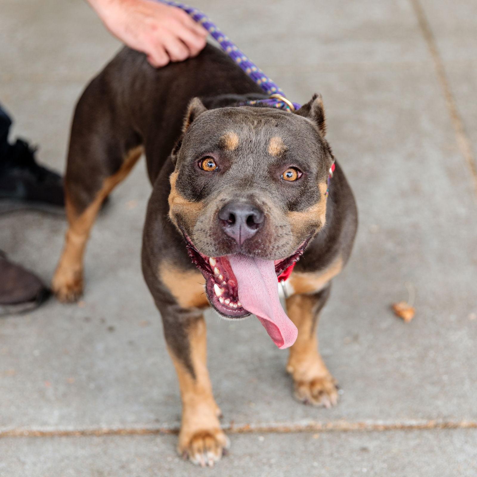 Enlarge Godiva, a Adopted Pit Bull Terrier in Oakland, CA image 3/3