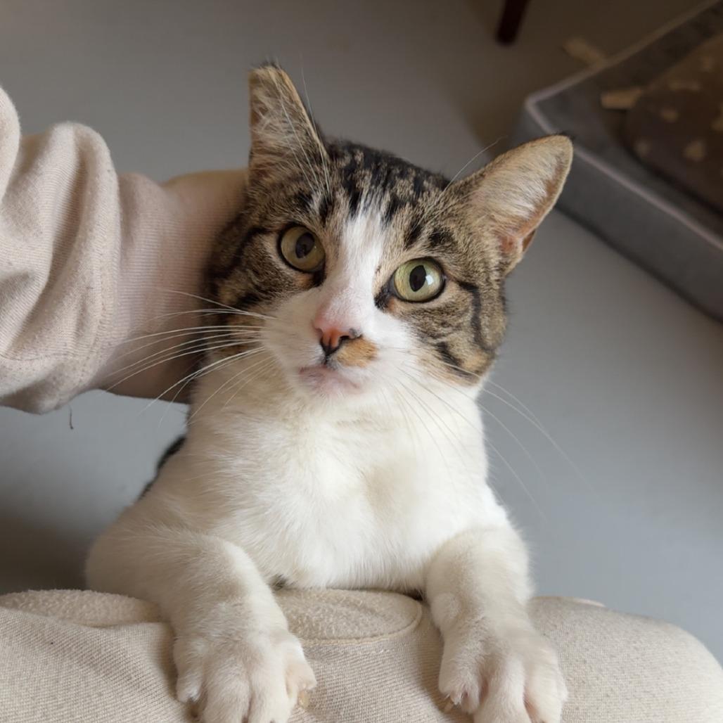 Enlarge Chimichanga, a Adoptable Domestic Short Hair in Tulsa, OK image 1/2