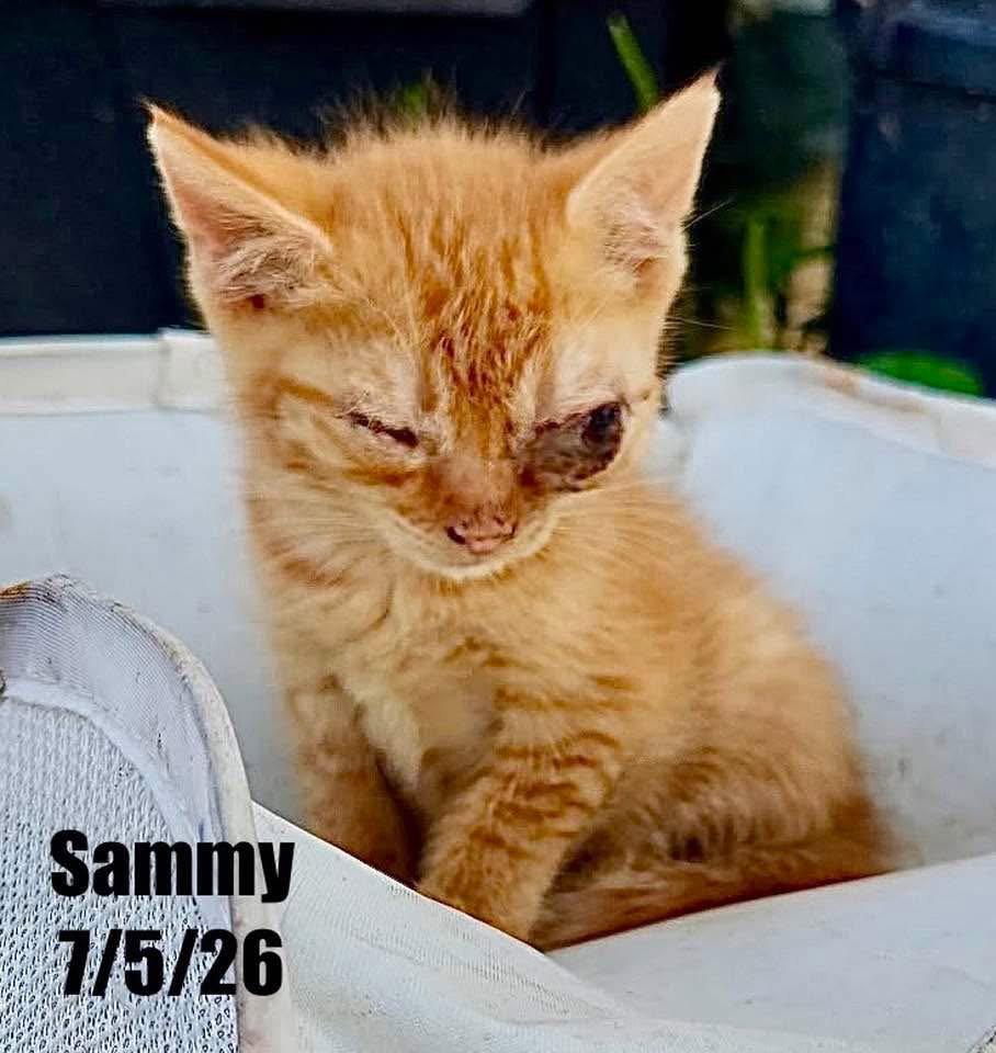 Enlarge Sammy, a Adoptable Domestic Short Hair in Berlin, MD image 1/2