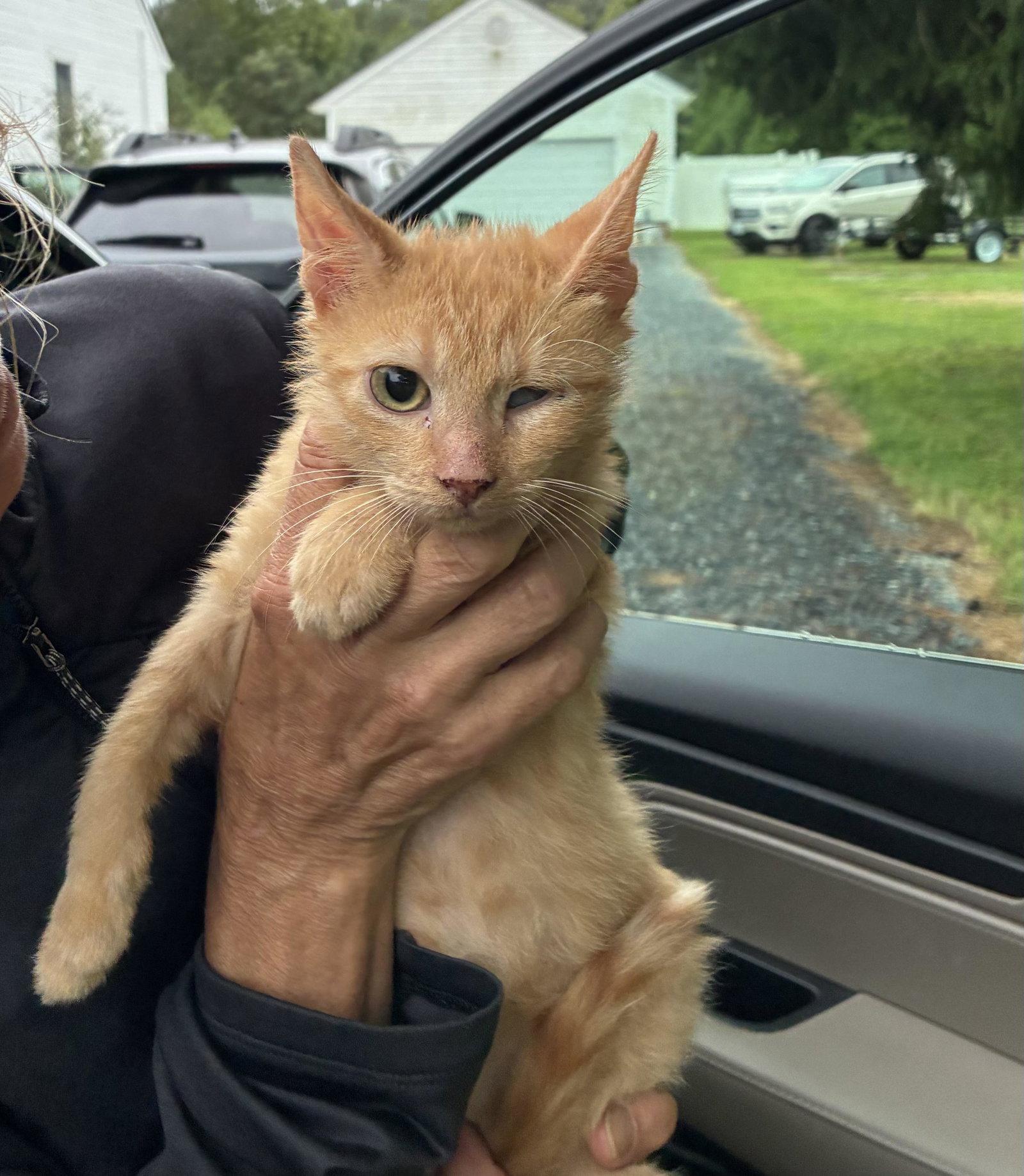 Enlarge Sammy, a Adoptable Domestic Short Hair in Berlin, MD image 2/2