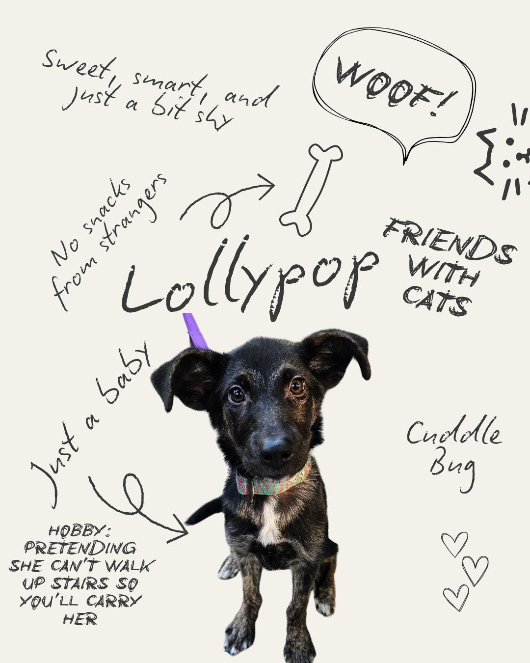 Lollypop, Adoptable, Puppy Female Dutch Shepherd.