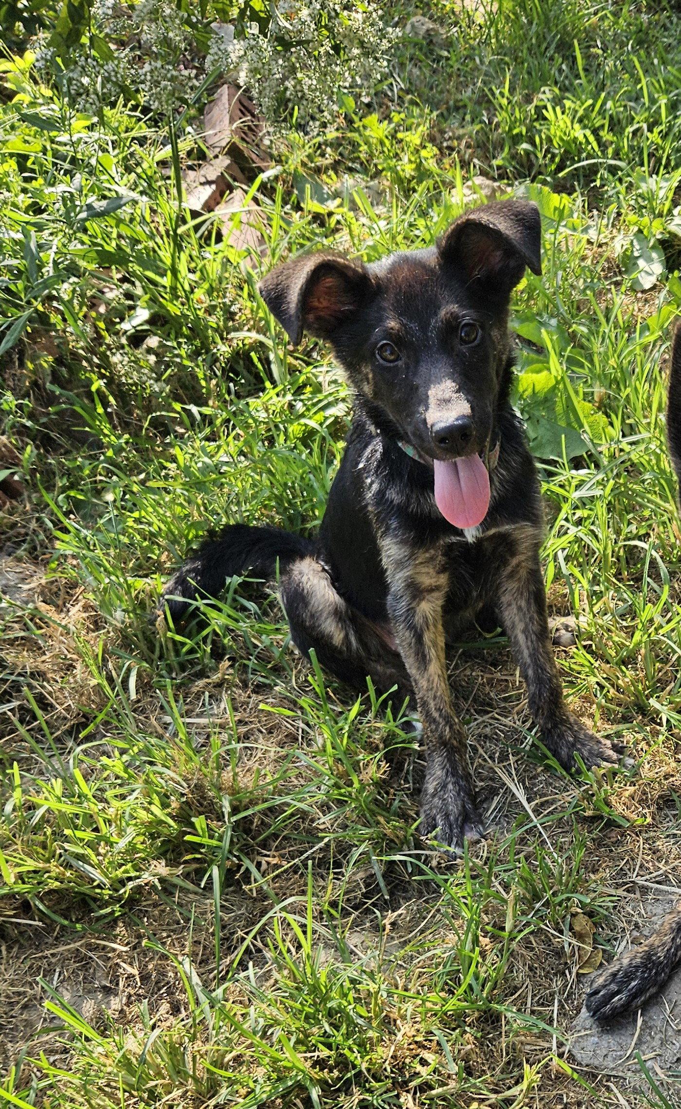 Enlarge Lollypop, a Adoptable Dutch Shepherd in Louisville, KY image 2/3