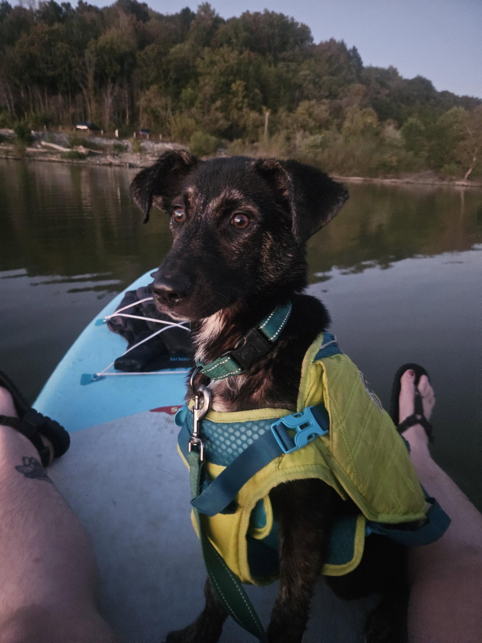 Enlarge Lollypop, a Adoptable Dutch Shepherd in Louisville, KY image 2/3