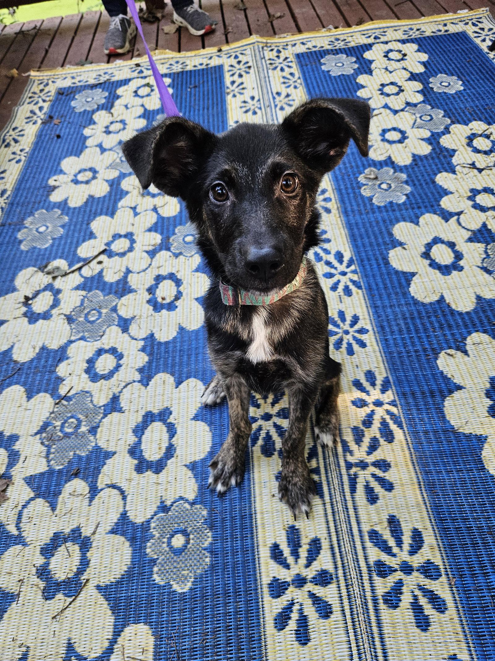 Enlarge Lollypop, a Adoptable Dutch Shepherd in Louisville, KY image 3/3