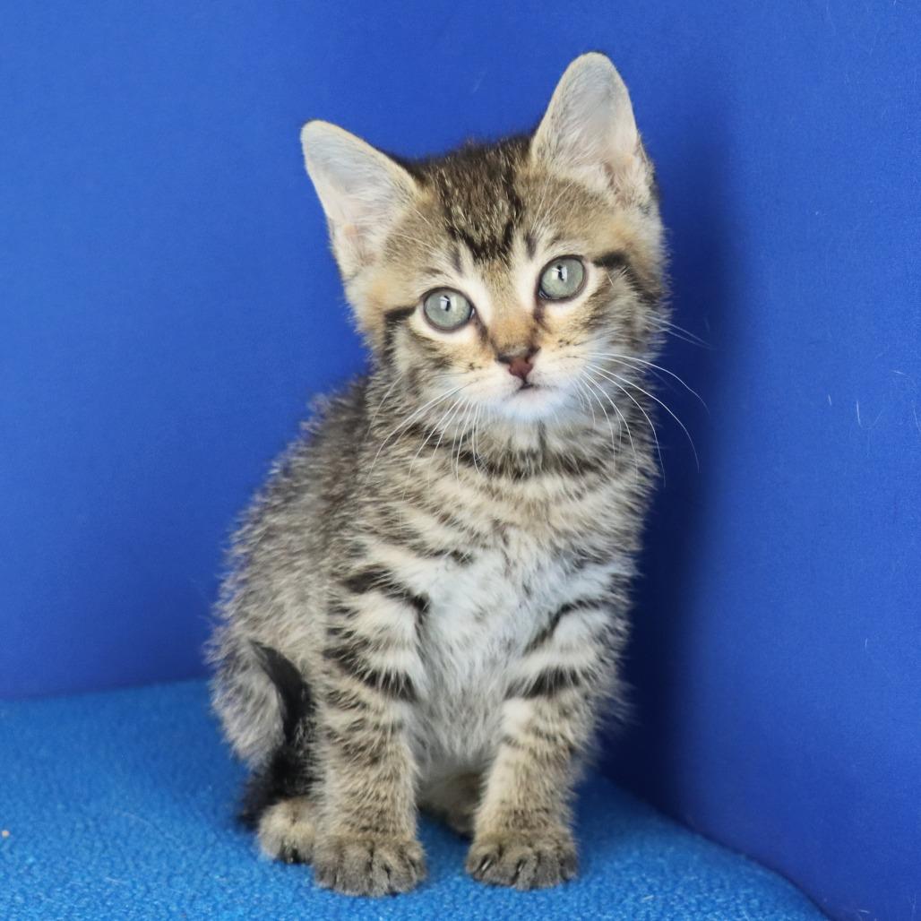 Pesto - 041007U, Adoptable, Kitten Male Domestic Short Hair.