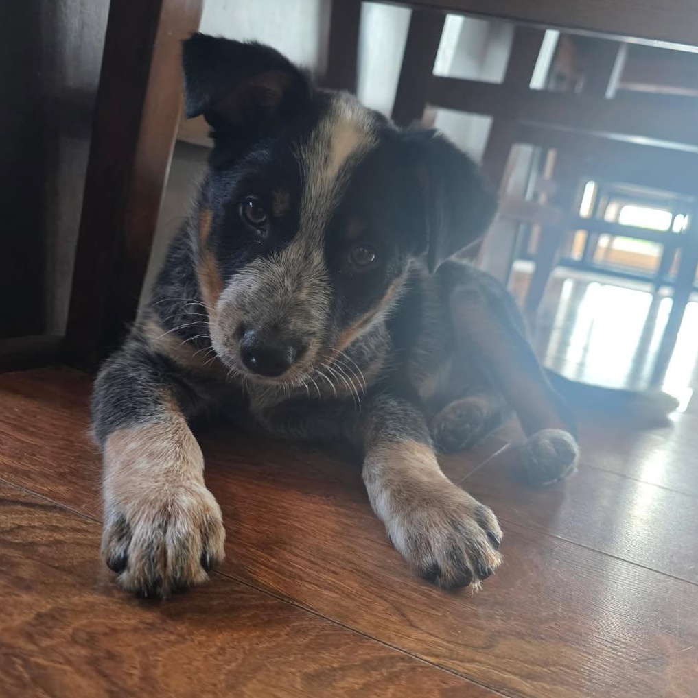 Enlarge Beau (Foster), a Adopted mixed breed in Watertown, WI image 4/4