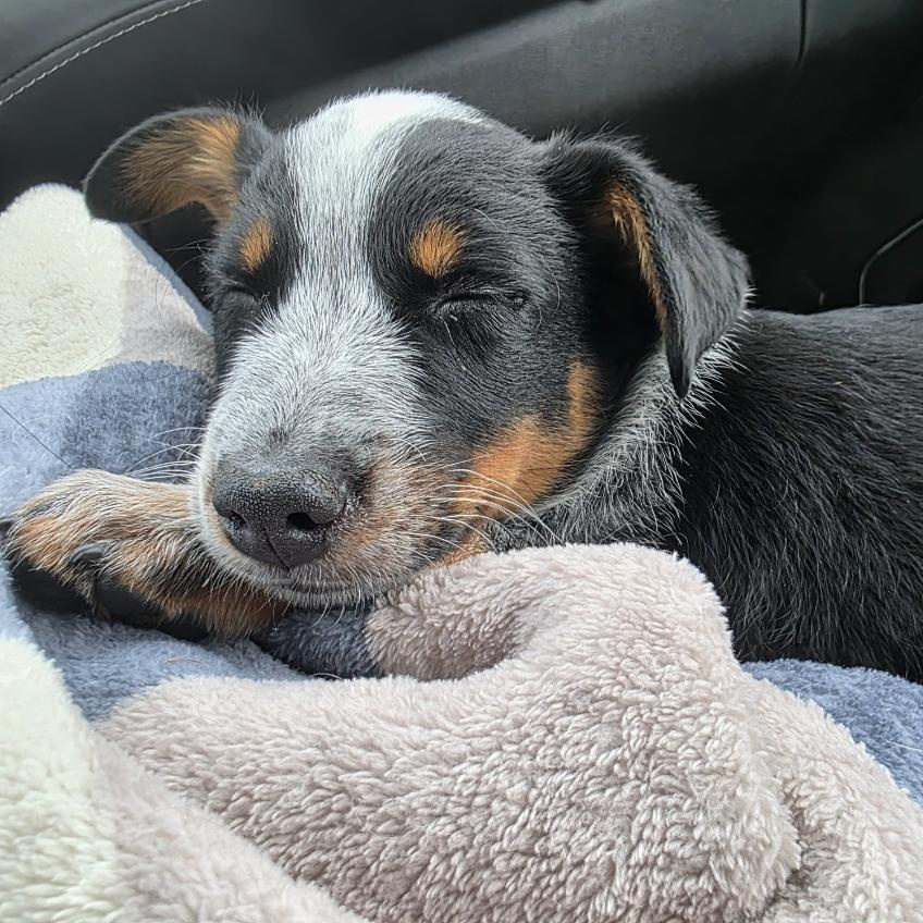 Enlarge Beau (Foster), a Adopted mixed breed in Watertown, WI image 2/4