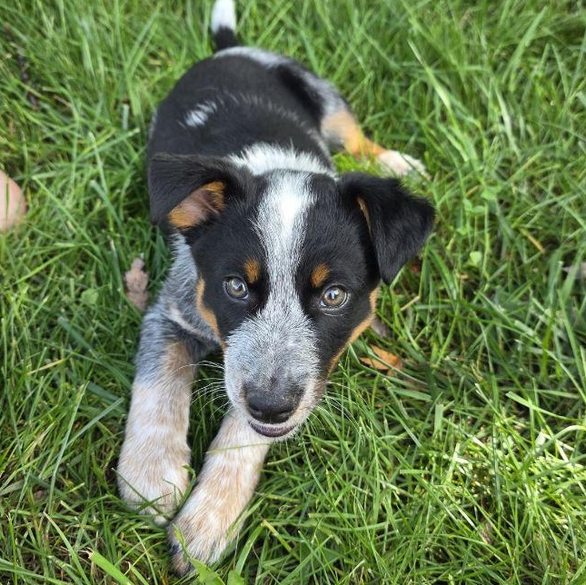 Beau (Foster), Adopted, Puppy Male Australian Cattle Dog / Blue Heeler.