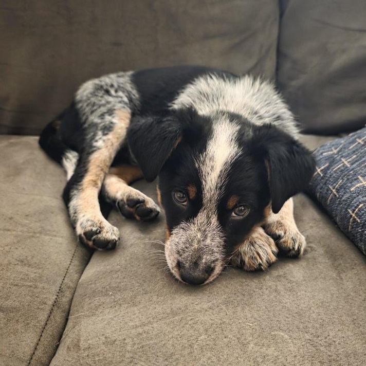 Enlarge Beau (Foster), a Adopted mixed breed in Watertown, WI image 3/4