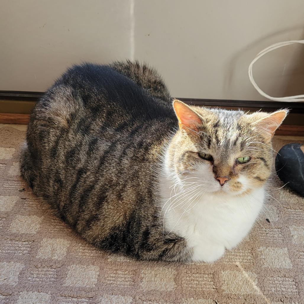 Riley, Adoptable, Senior Female Domestic Short Hair.