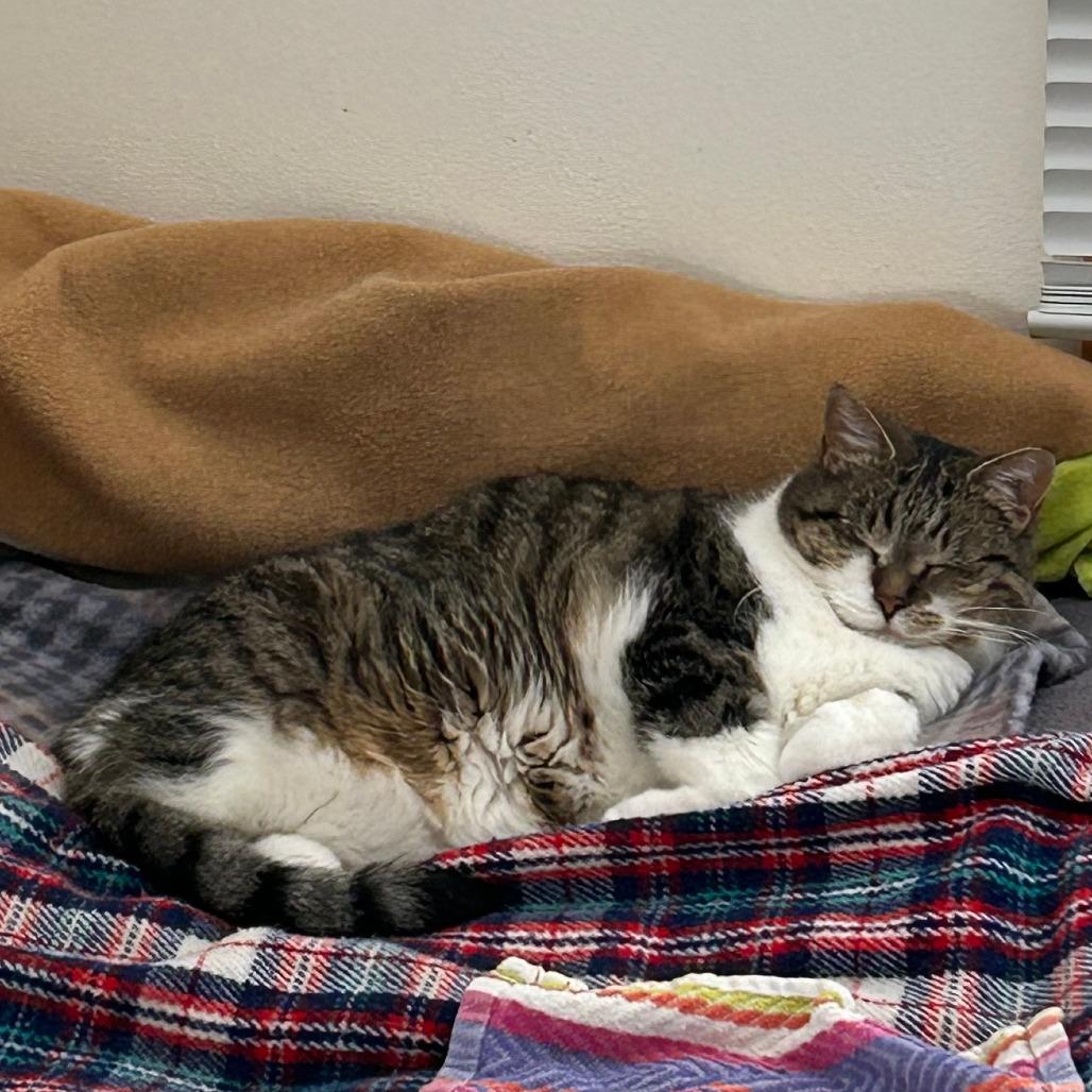 Riley, a Adoptable Domestic Short Hair in Middleton, WI image 2/6