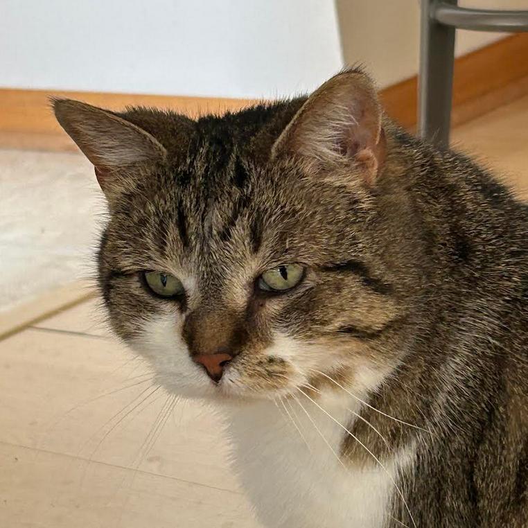 Riley, a Adoptable Domestic Short Hair in Middleton, WI image 3/6