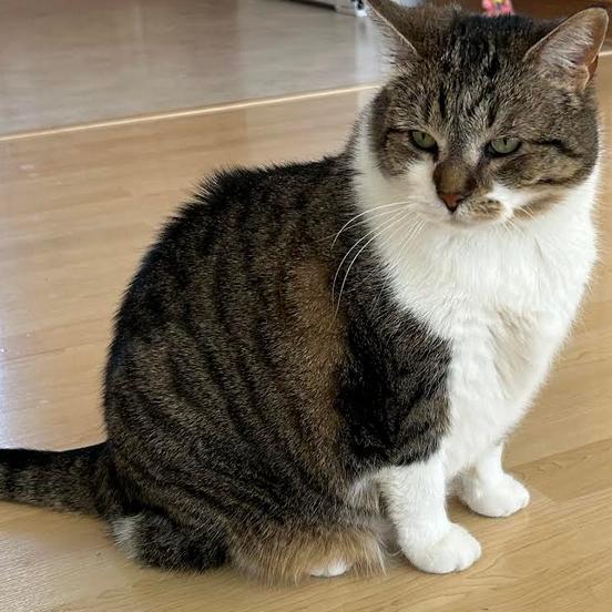 Riley, a Adoptable Domestic Short Hair in Middleton, WI image 4/6