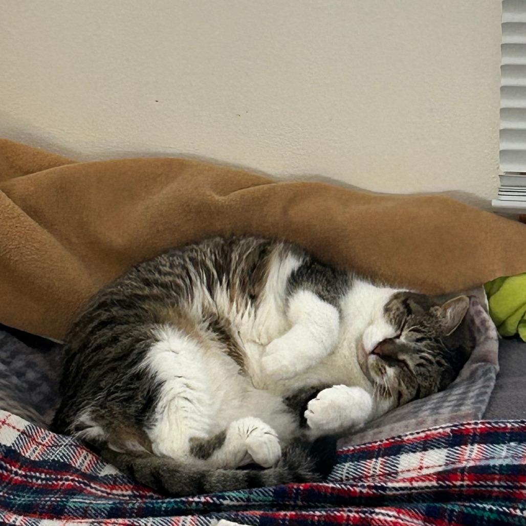 Riley, a Adoptable Domestic Short Hair in Middleton, WI image 5/6